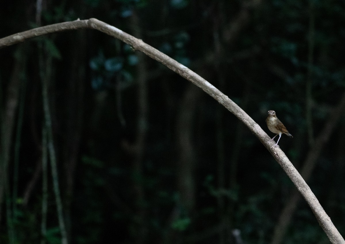 Blaunachtigall - ML646719984