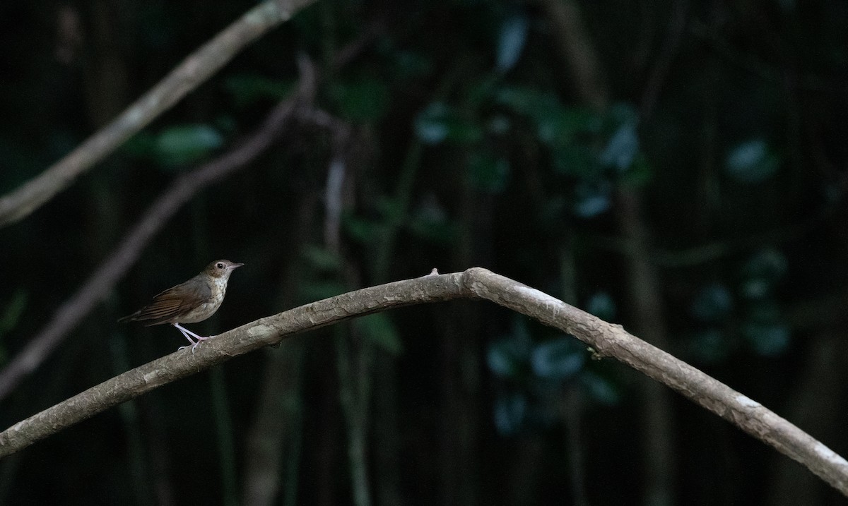 藍歌鴝 - ML646719985