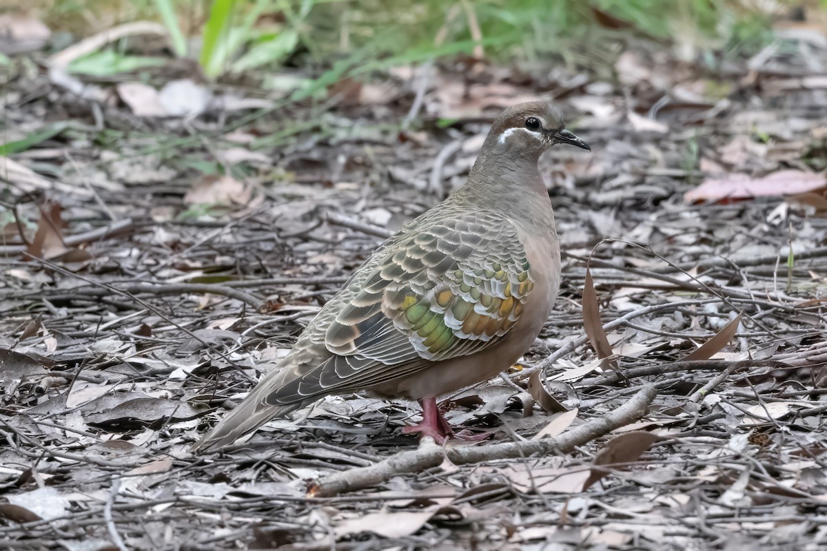 Common Bronzewing - ML646719986