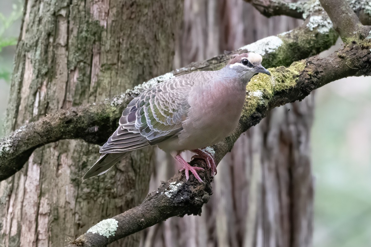 Common Bronzewing - ML646719987