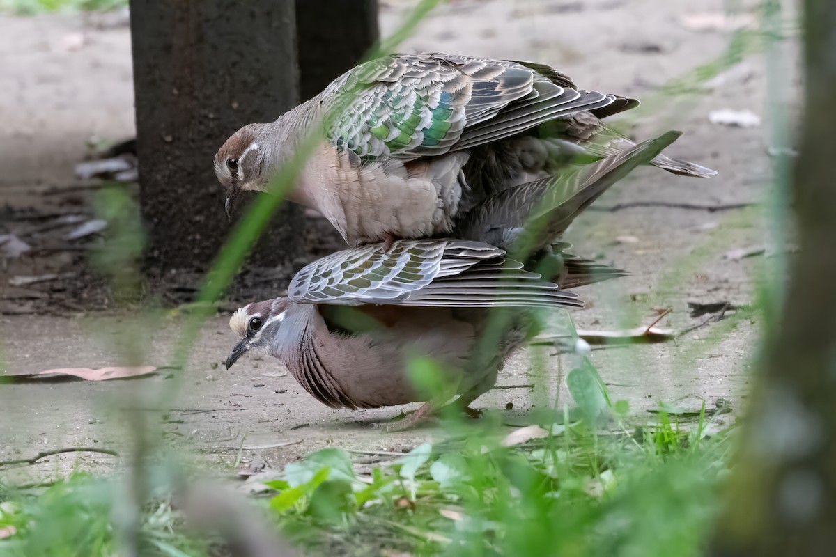 Common Bronzewing - ML646719988