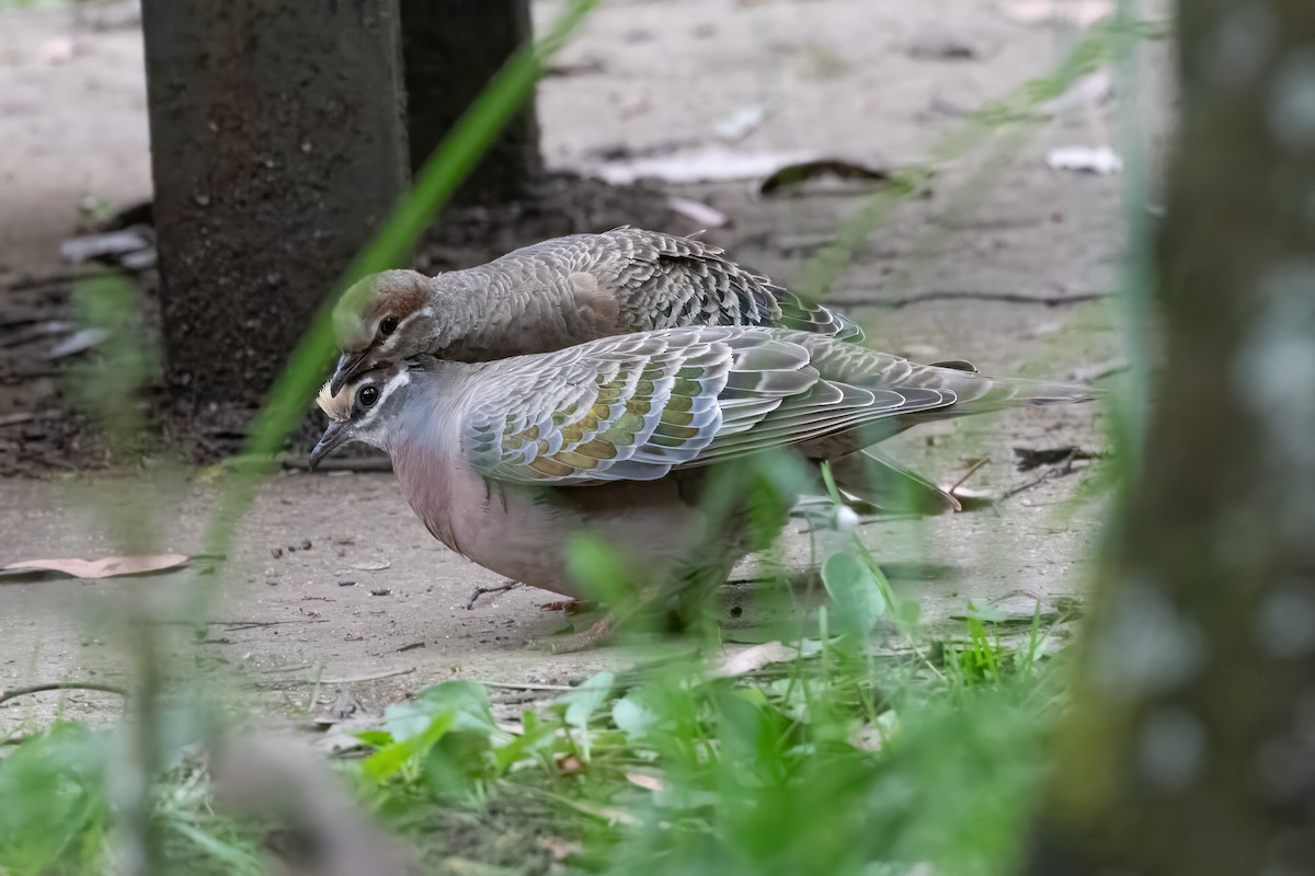 Common Bronzewing - ML646719989