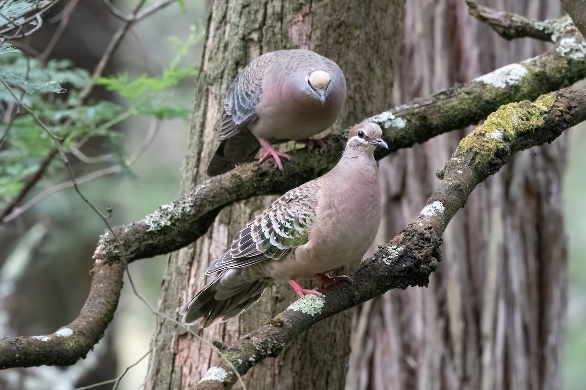 Common Bronzewing - ML646719990