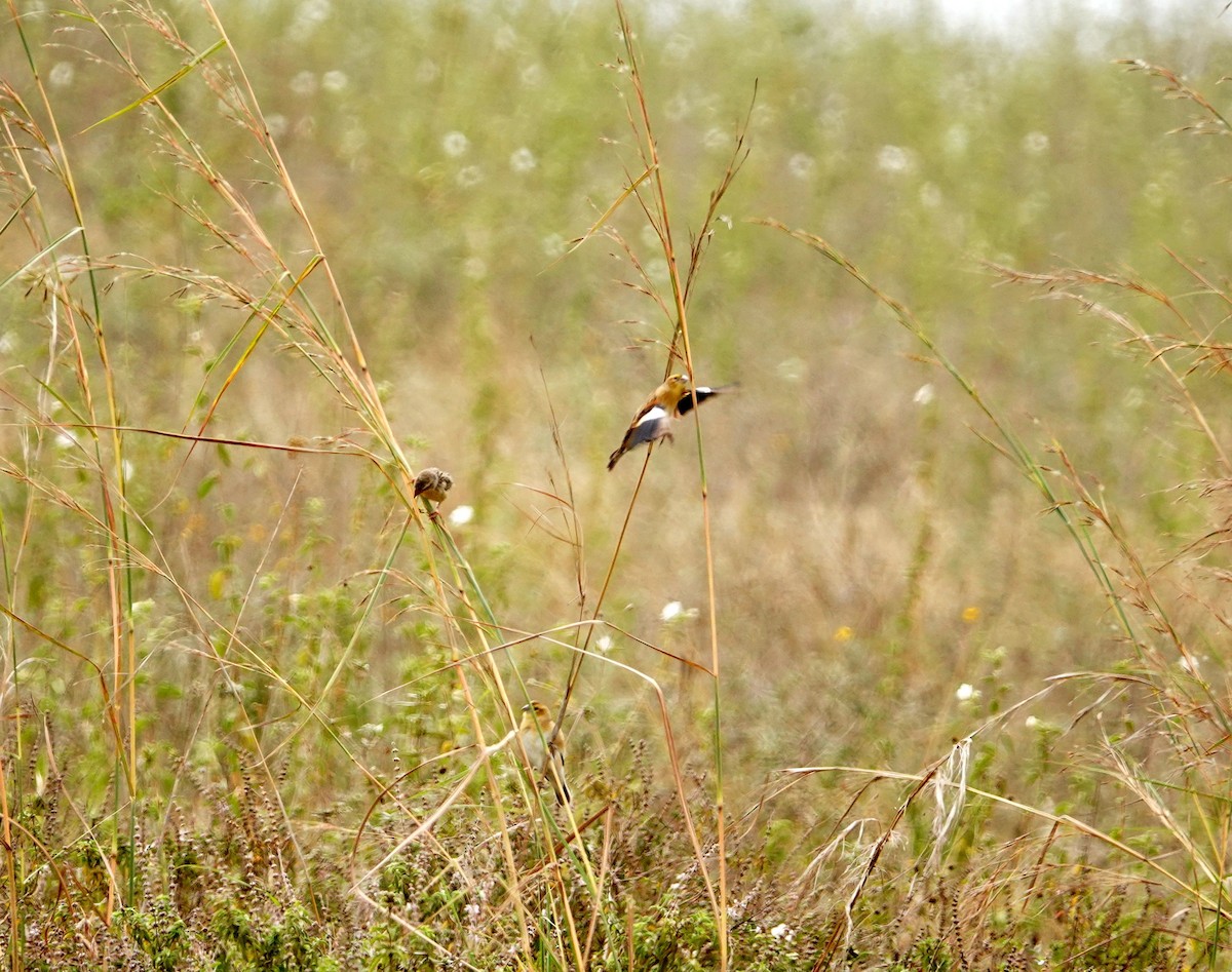 White-winged Widowbird - ML646719993