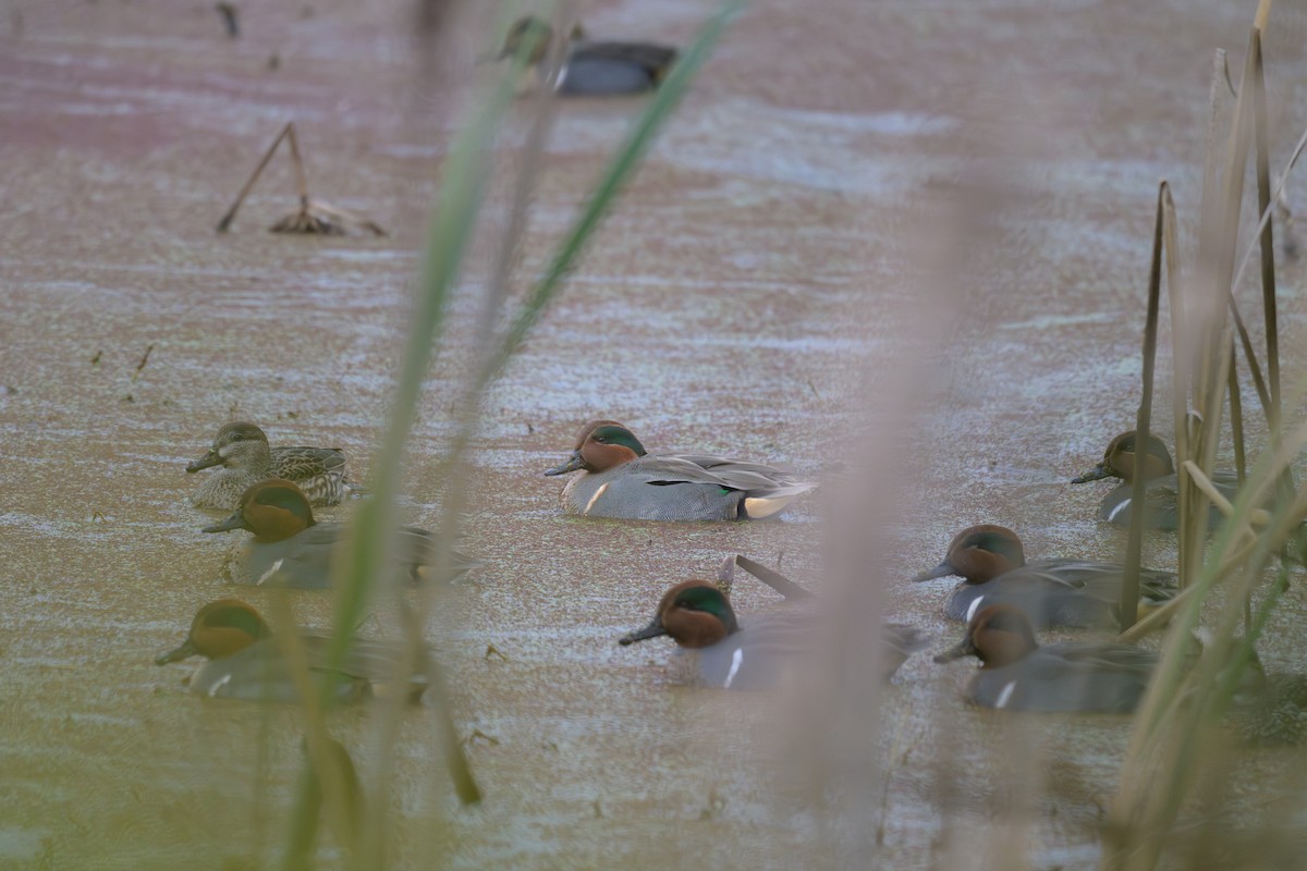 Green-winged Teal - ML646719994