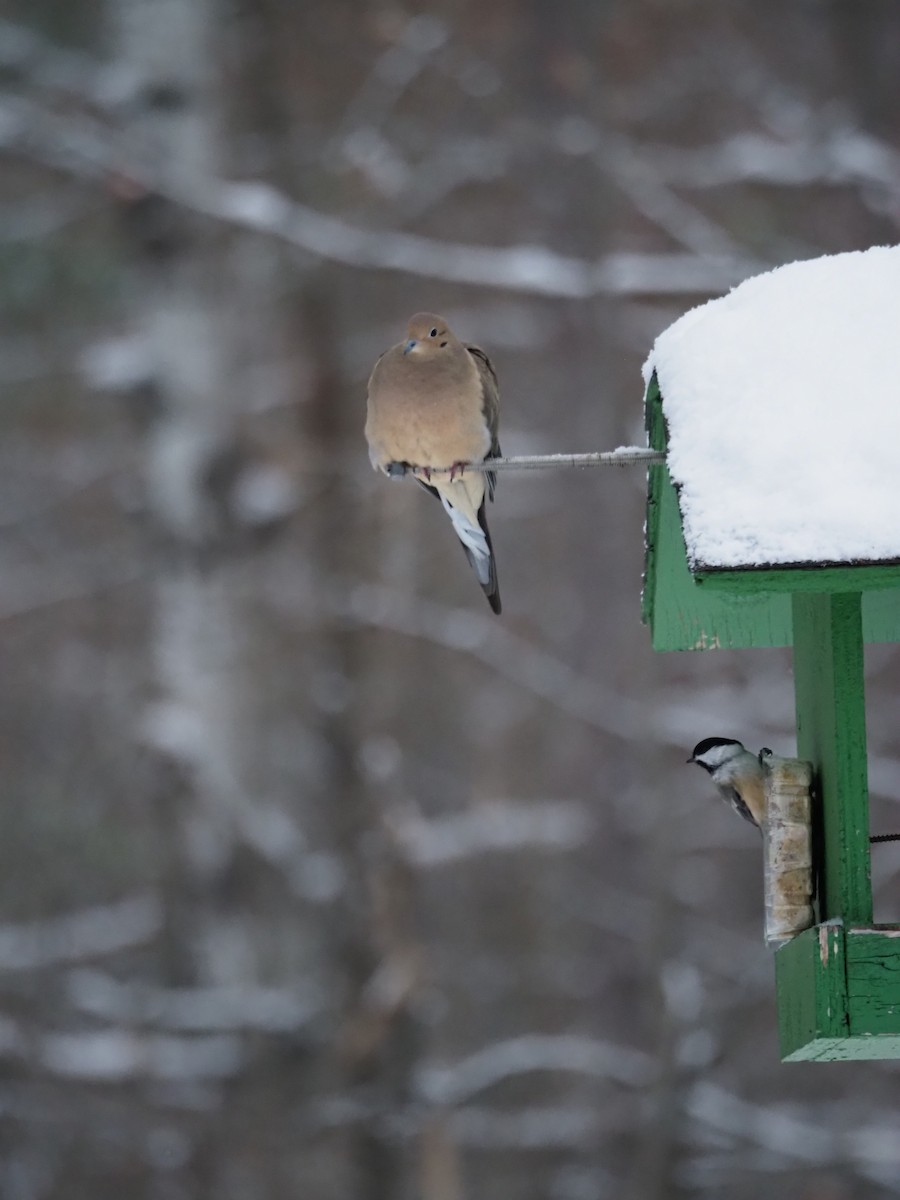 Mourning Dove - ML646719995