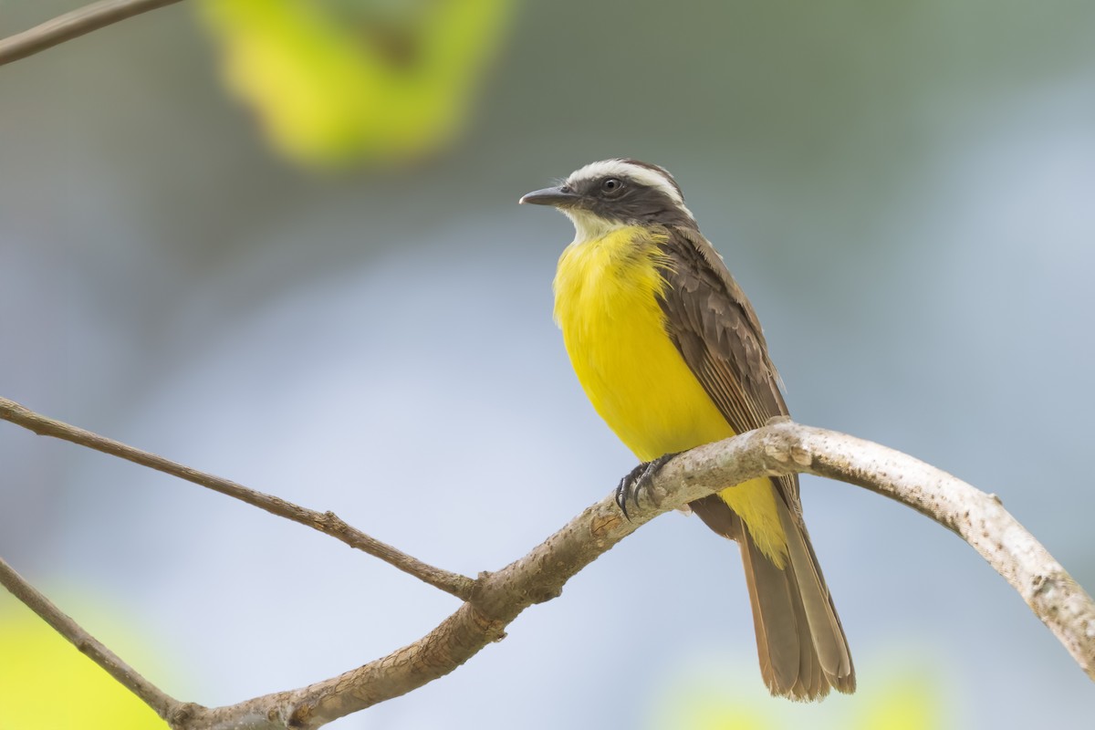 Rusty-margined Flycatcher - ML646719996