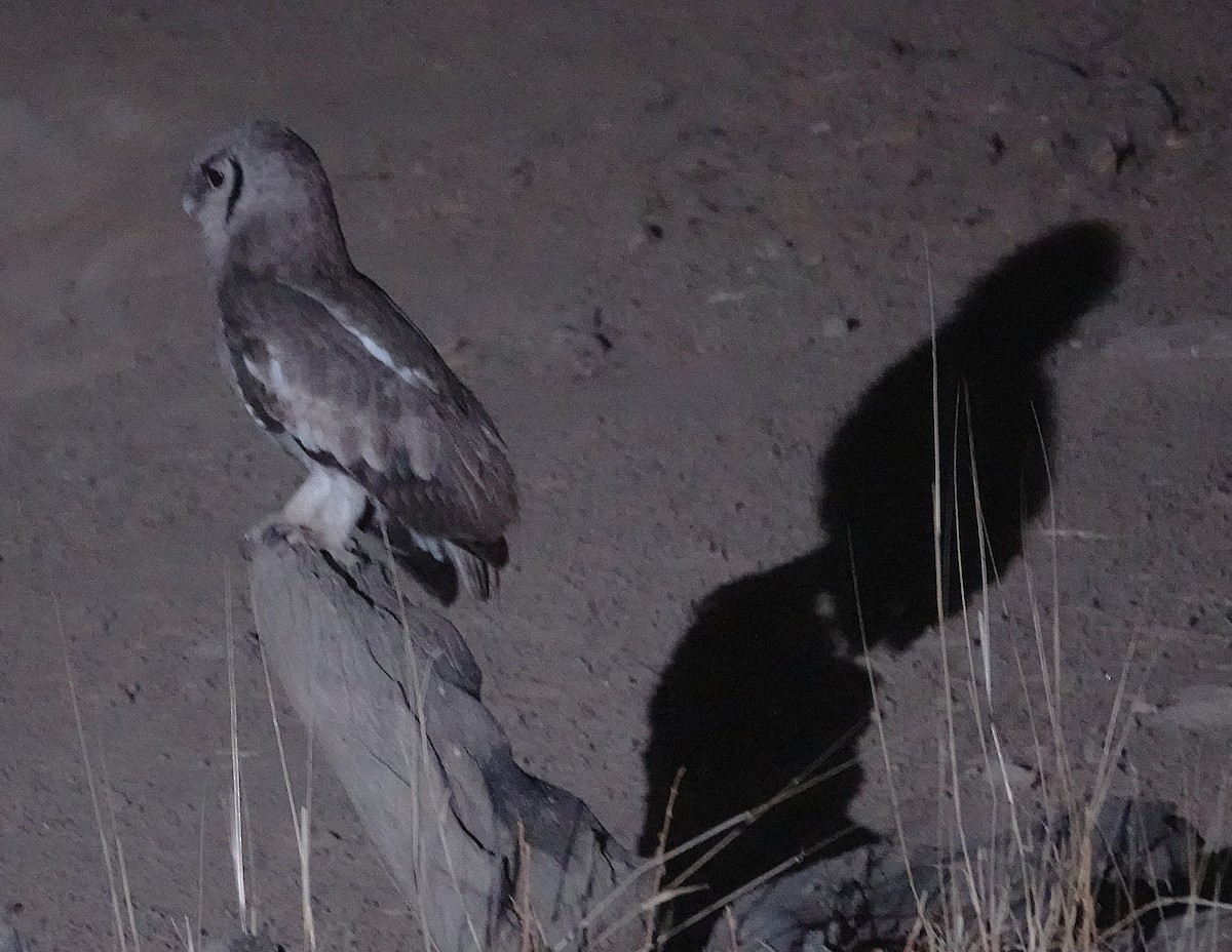 Verreaux's Eagle-Owl - ML646720007