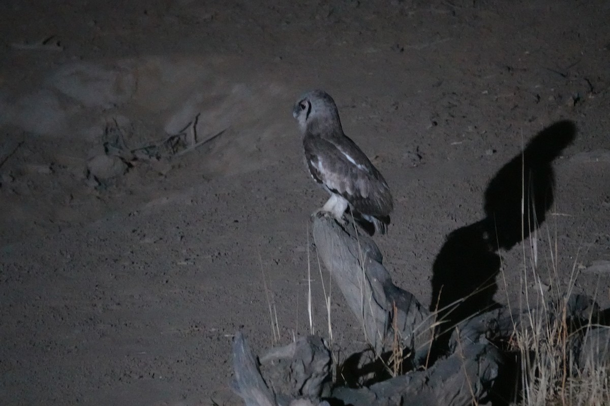 Verreaux's Eagle-Owl - ML646720008