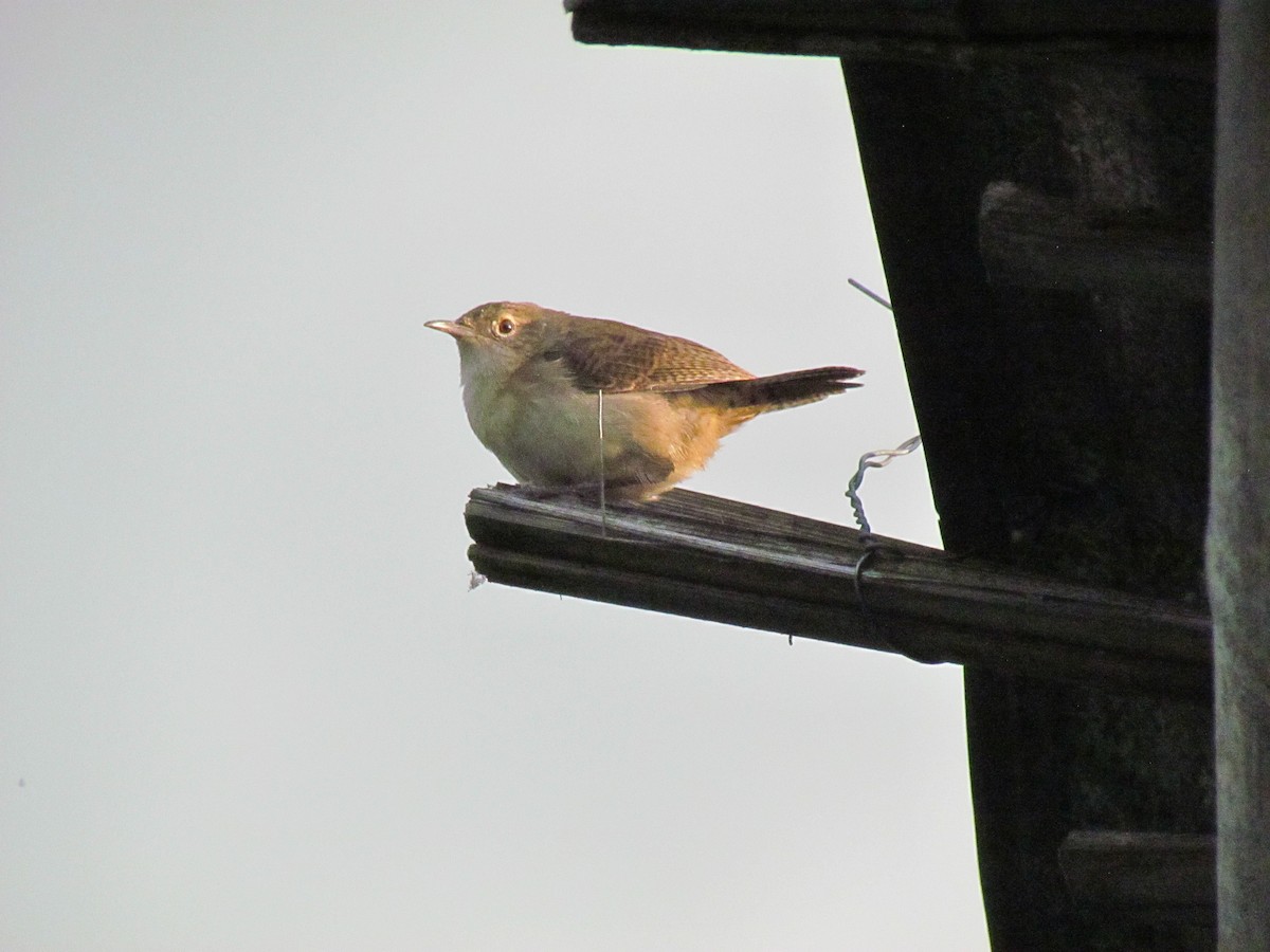 Southern House Wren - ML646720009