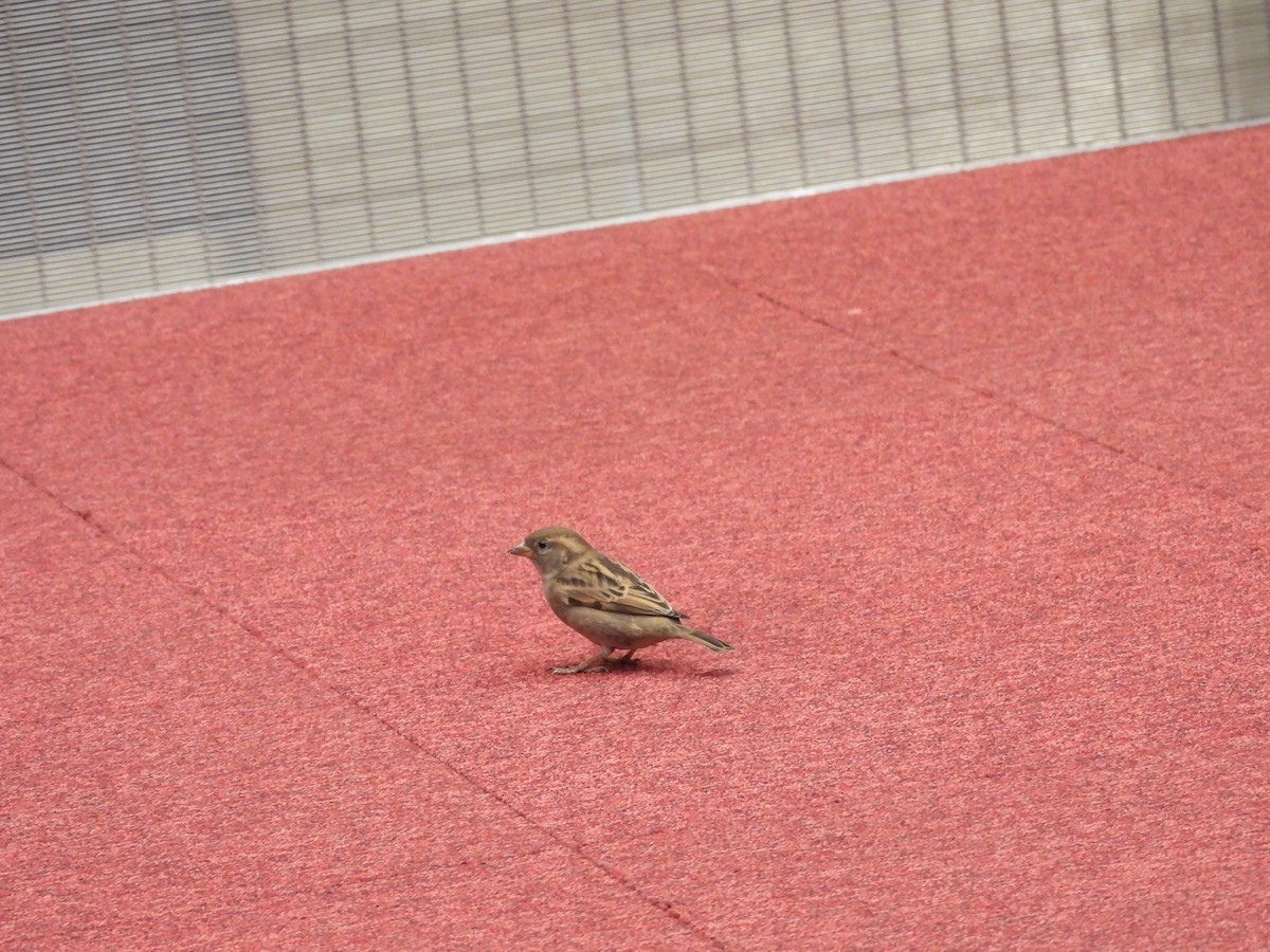 家麻雀 - ML646720010