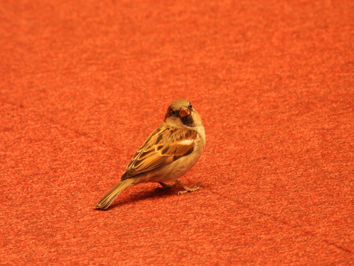 家麻雀 - ML646720011