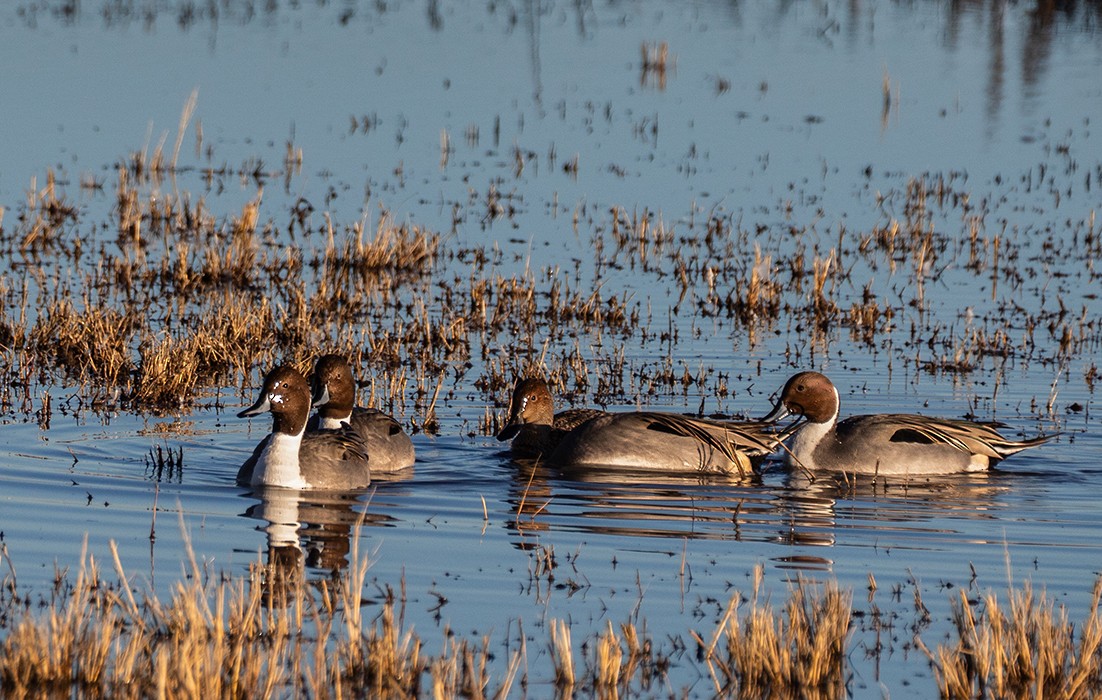 尖尾鴨 - ML646720013