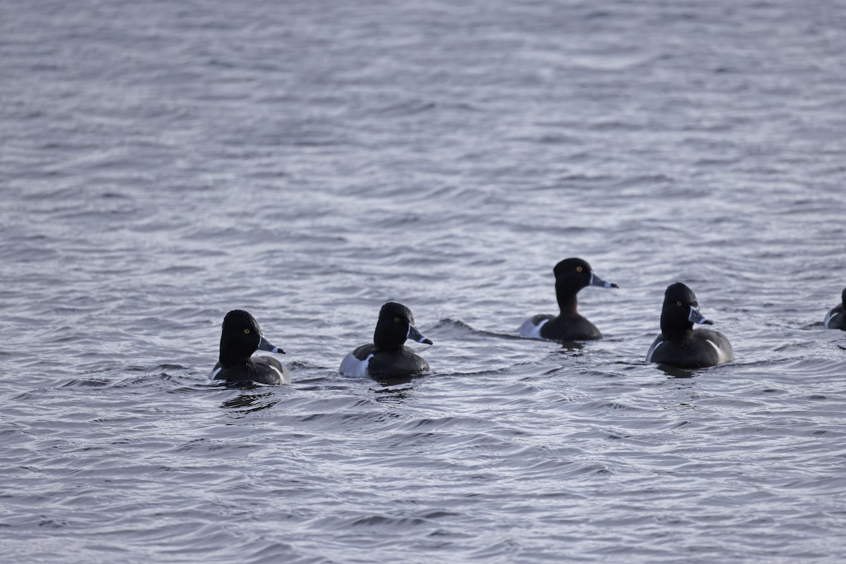 環頸潛鴨 - ML646720014