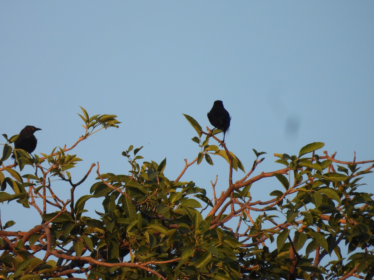 Great-tailed Grackle - ML646720015