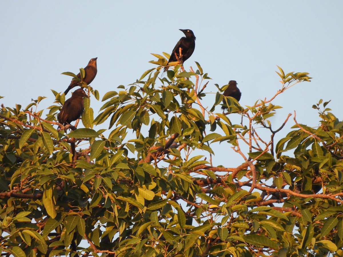 Great-tailed Grackle - ML646720016
