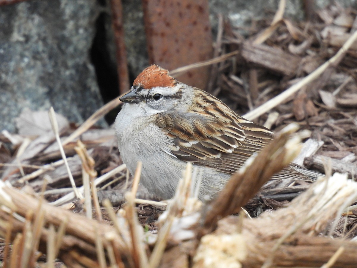 Chipping Sparrow - ML646720017