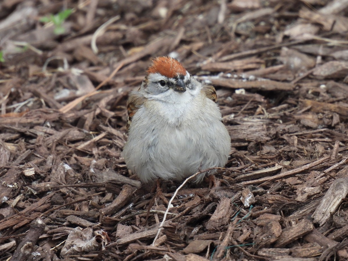 Chipping Sparrow - ML646720018