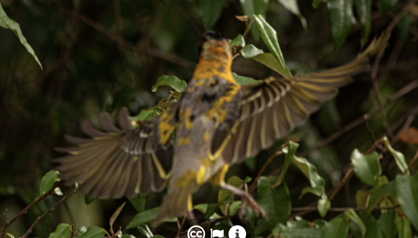 Baglafecht Weaver - ML646720021