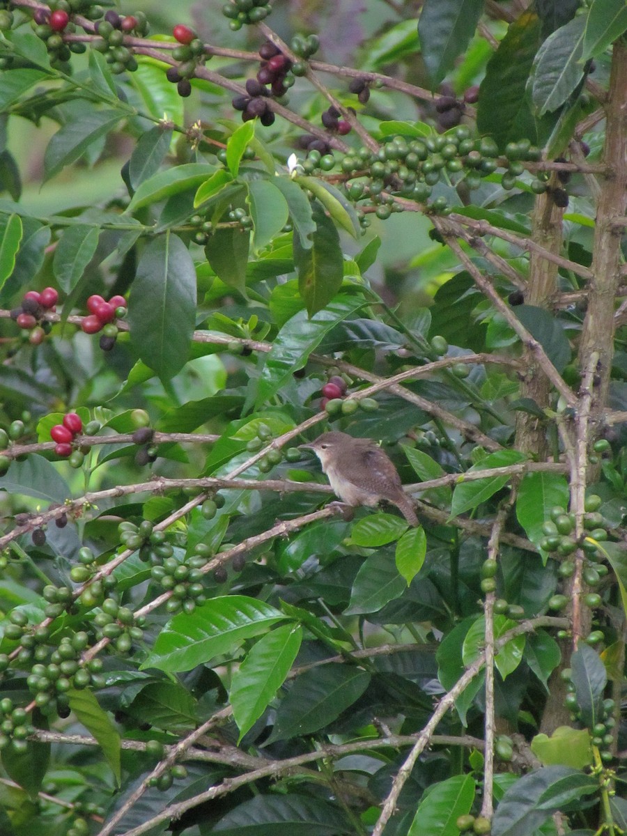 Southern House Wren - ML646720022