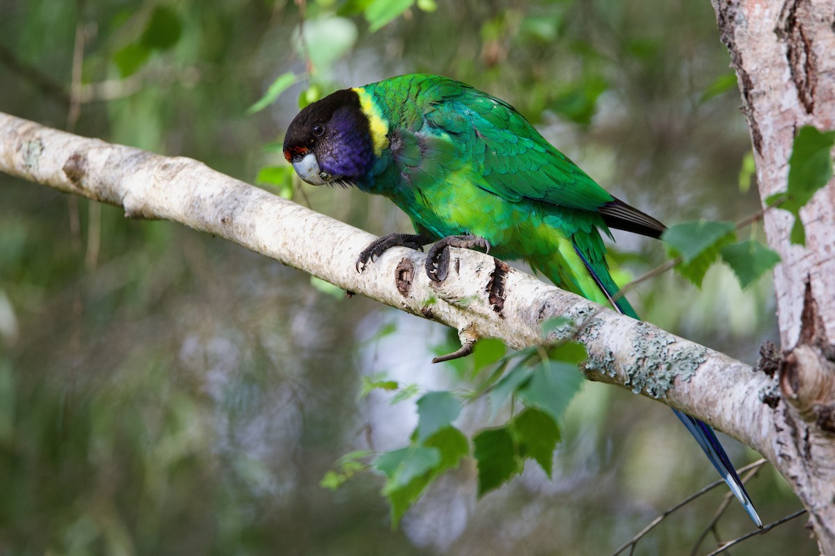 Australian Ringneck (Twenty-eight) - ML646720030
