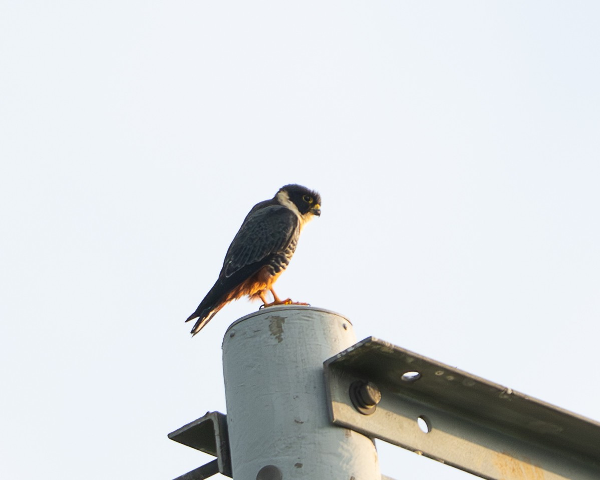 Bat Falcon - ML646720031