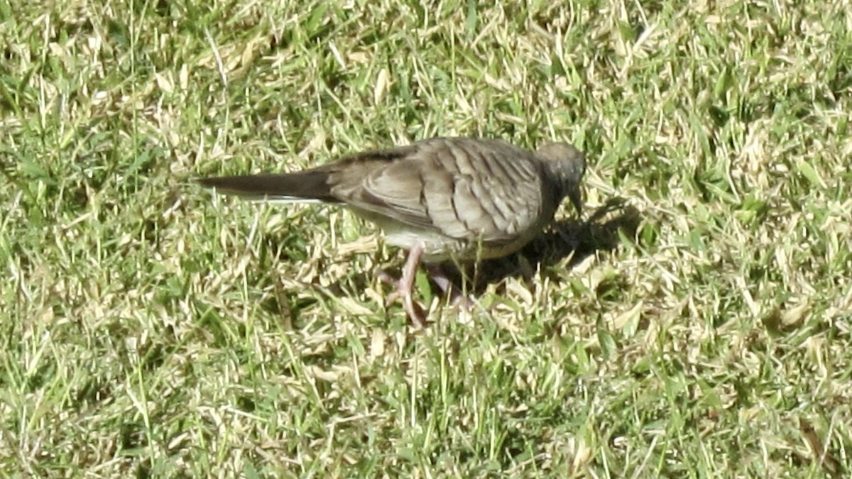 Горлиця смугаста - ML646720032