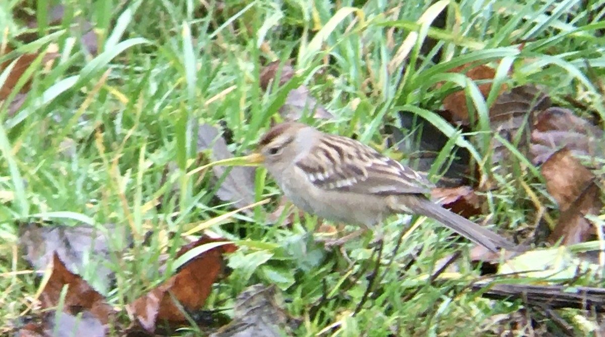 White-crowned Sparrow - ML646720033