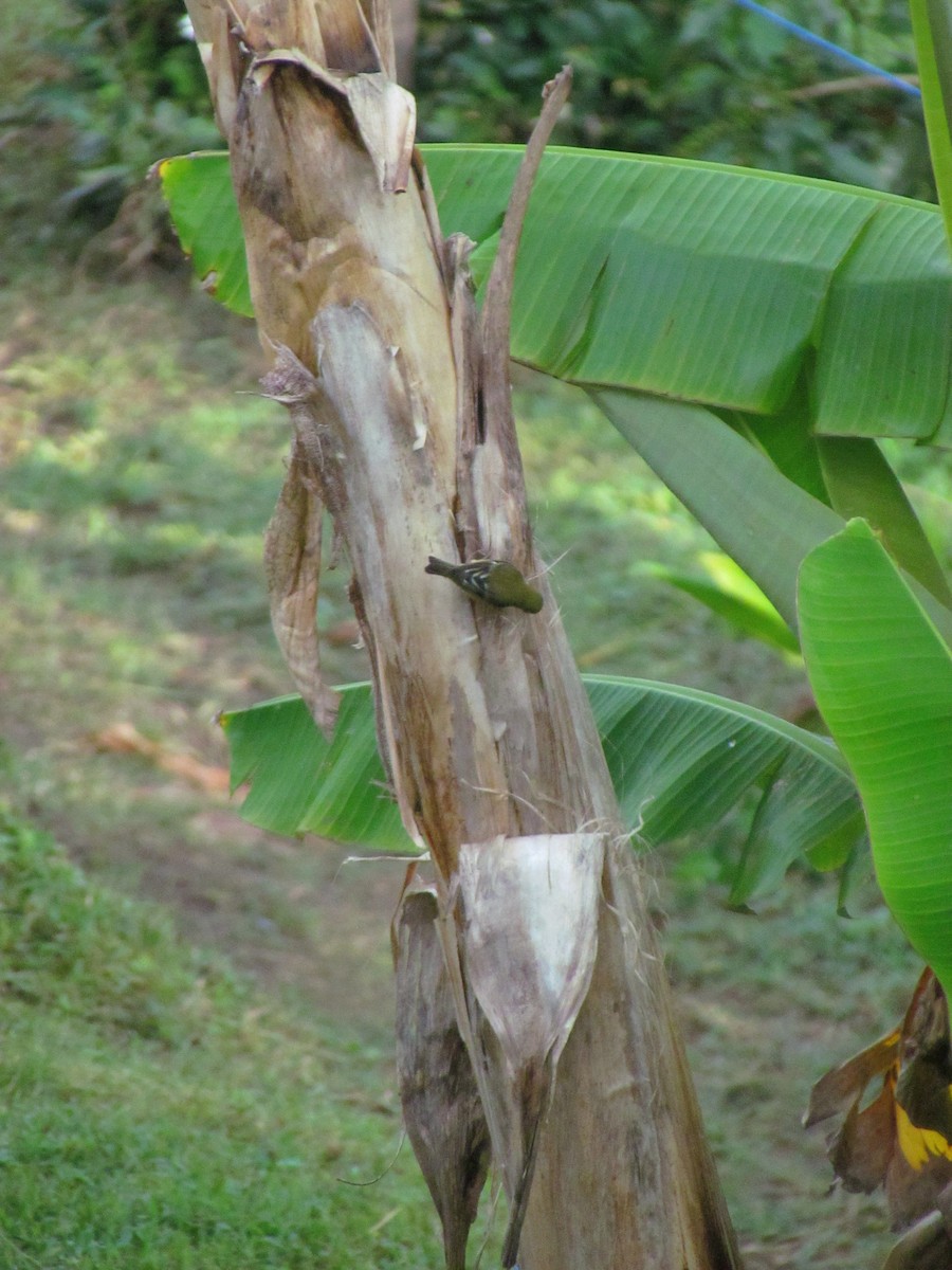 Lesser Goldfinch - ML646720035