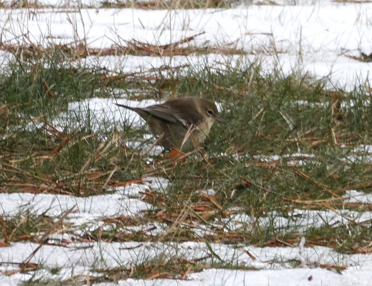 סבכון אורנים - ML646720036
