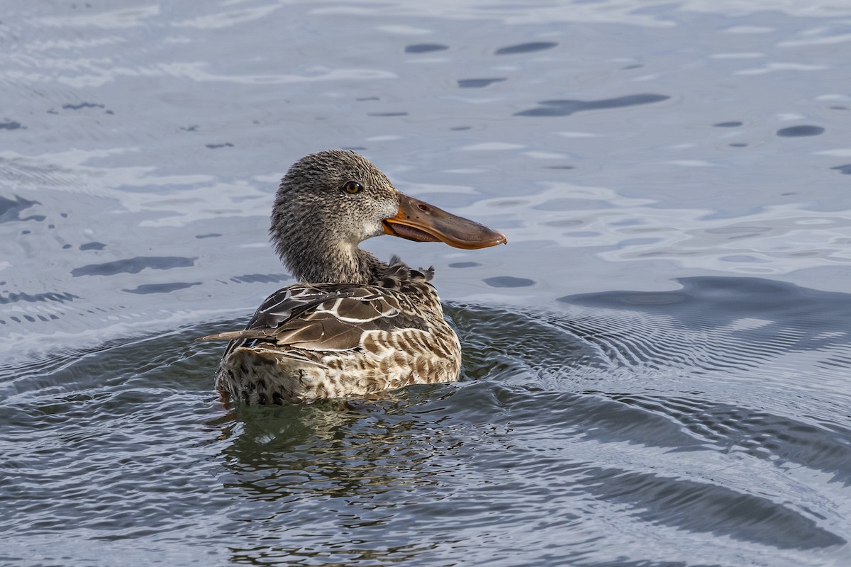 琵嘴鴨 - ML646720037