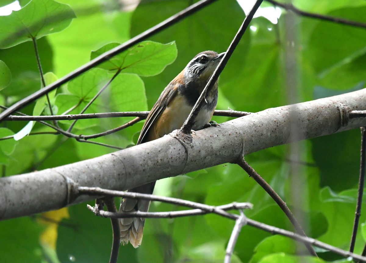 Пестрощёкая кустарница - ML646720038