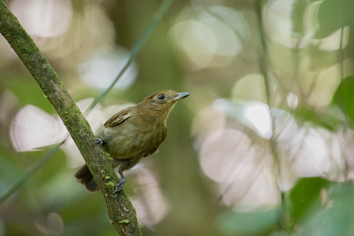 Brown-winged Schiffornis - ML646720040