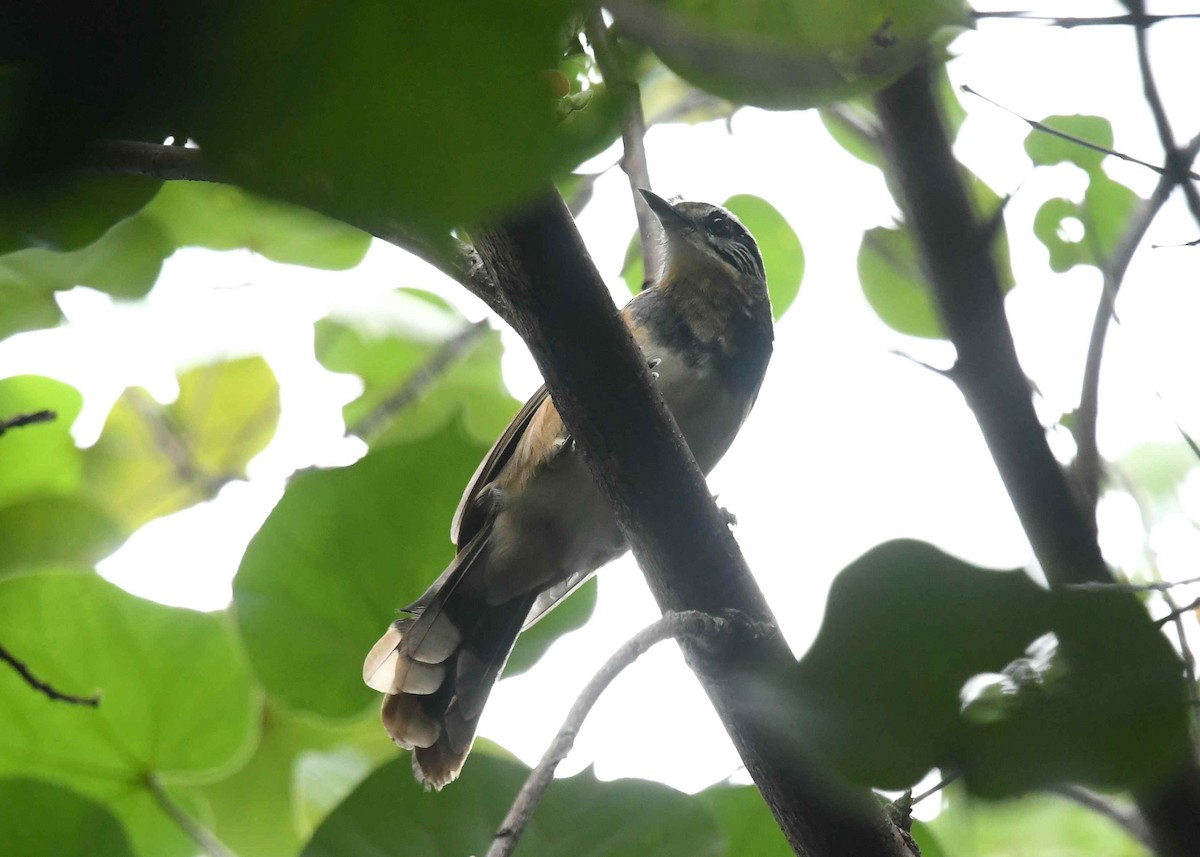 Пестрощёкая кустарница - ML646720042