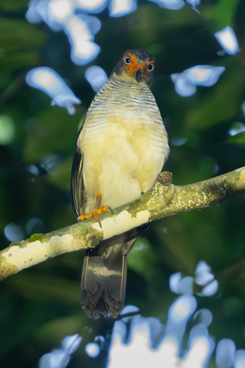 Cryptic Forest-Falcon - ML646720045