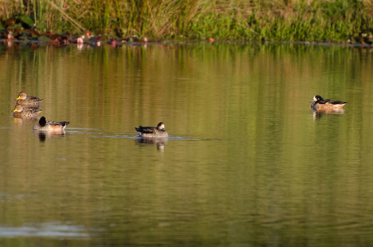 Chiloe Wigeon - ML646720050