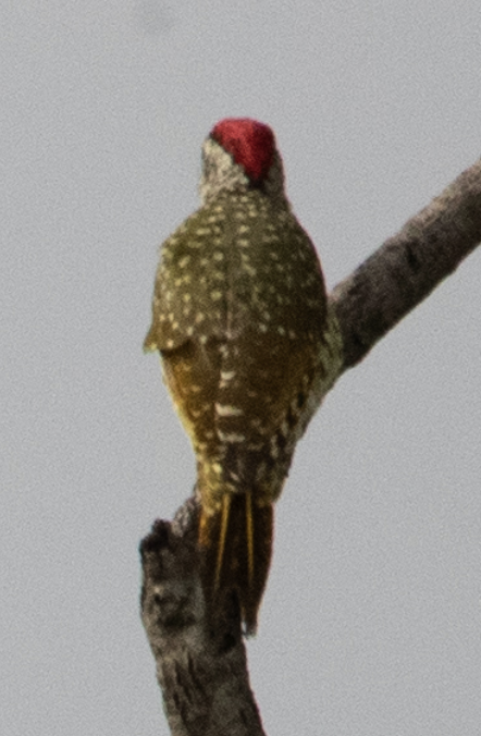 datel čabrakový - ML646720052