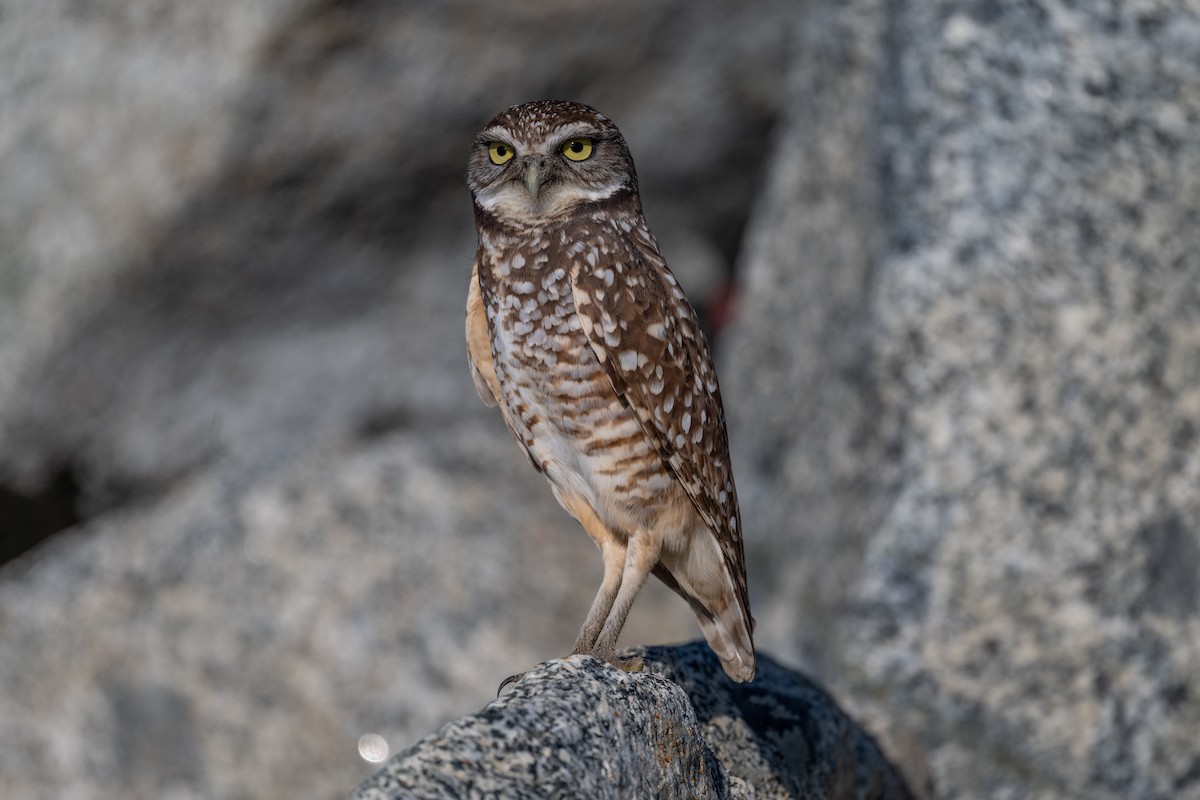 Mochuelo de Madriguera - ML646720053