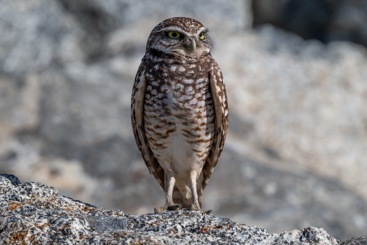 Mochuelo de Madriguera - ML646720054