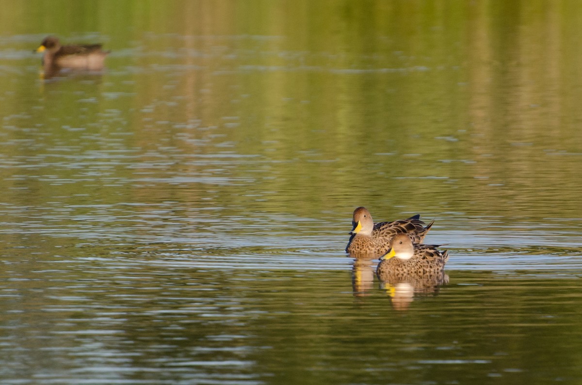 Yellow-billed Pintail - ML646720056