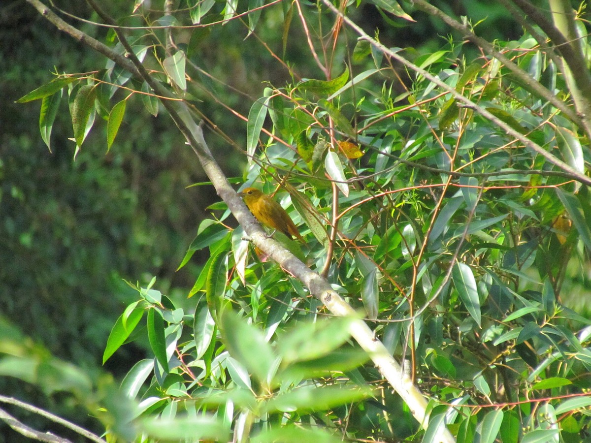 Hepatic Tanager - ML646720057
