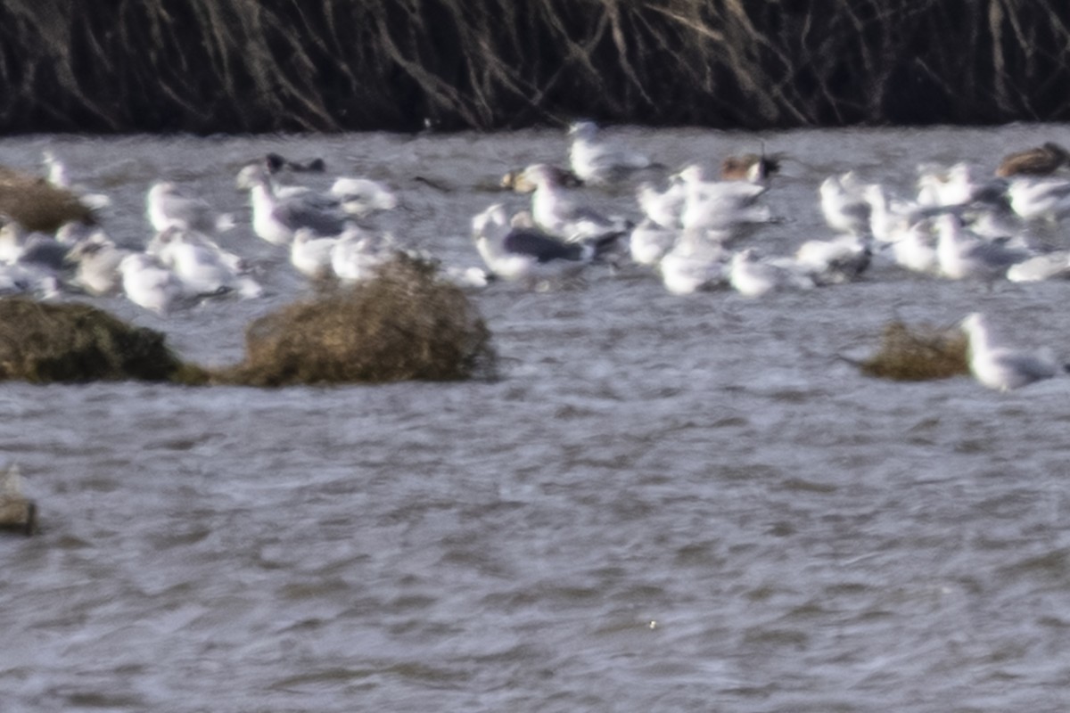 Slaty-backed Gull - ML646720058