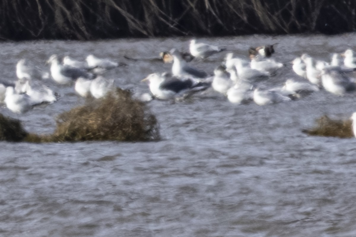 Slaty-backed Gull - ML646720062