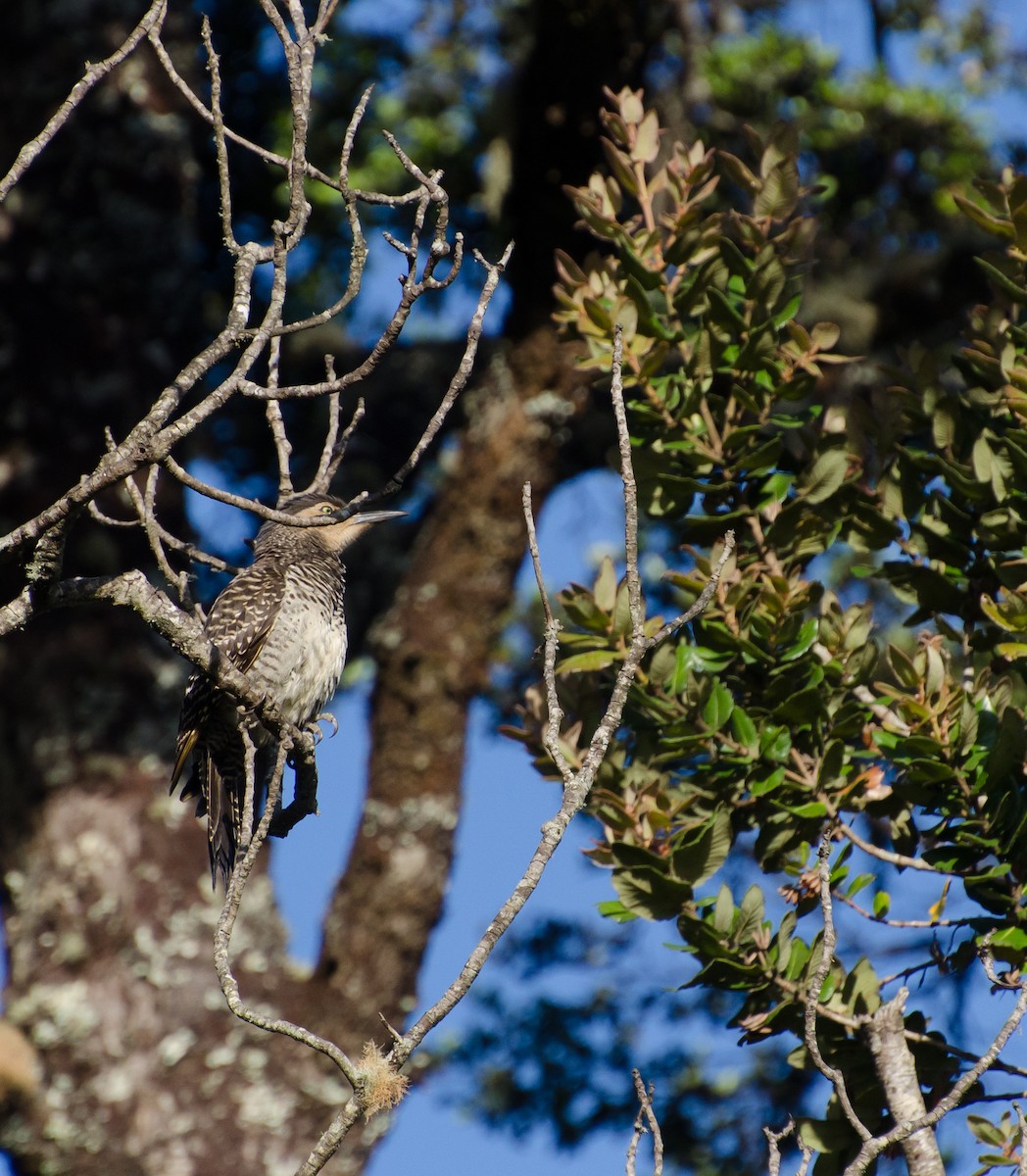 Chilean Flicker - ML646720066