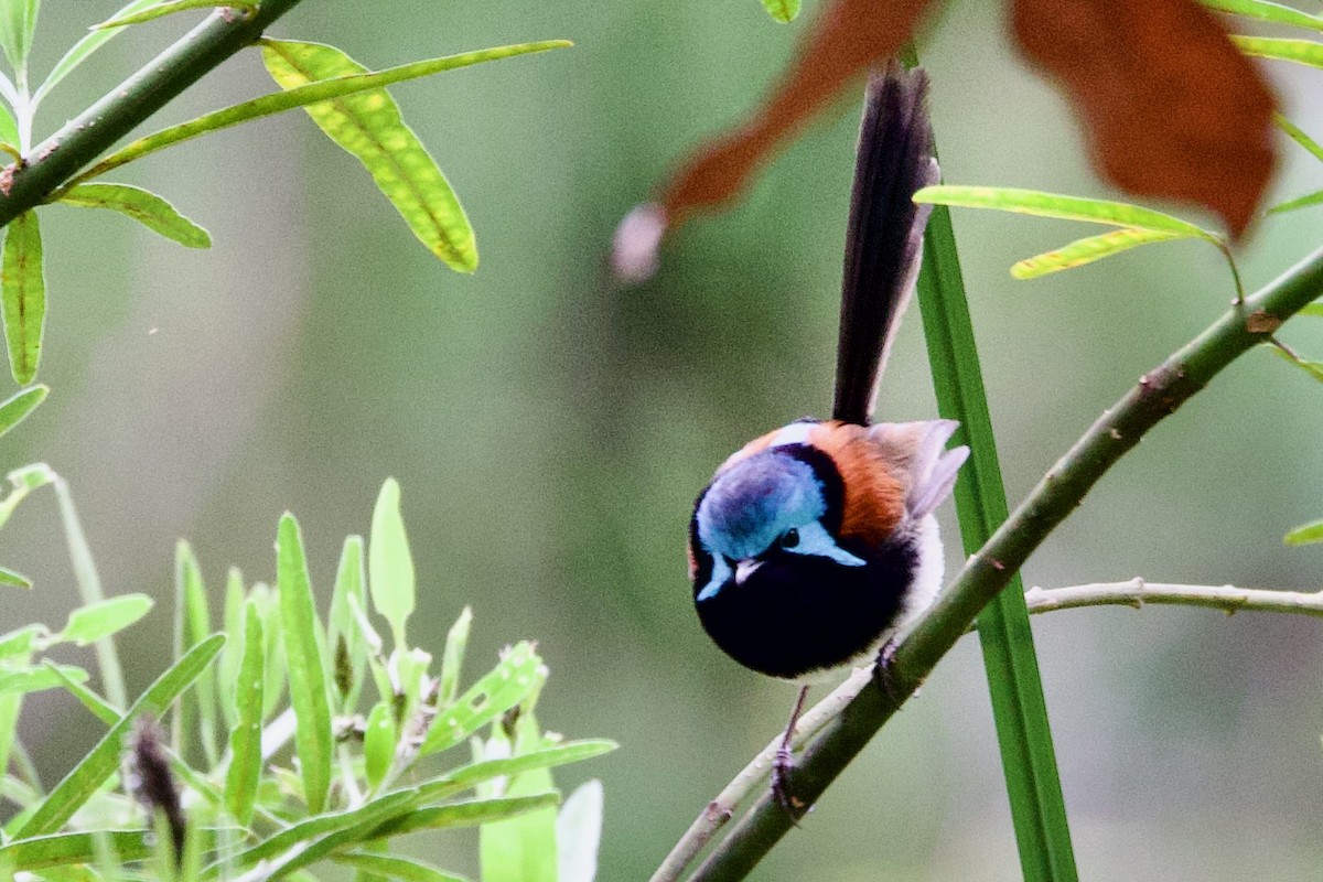 edelalvesmett - ML646720067