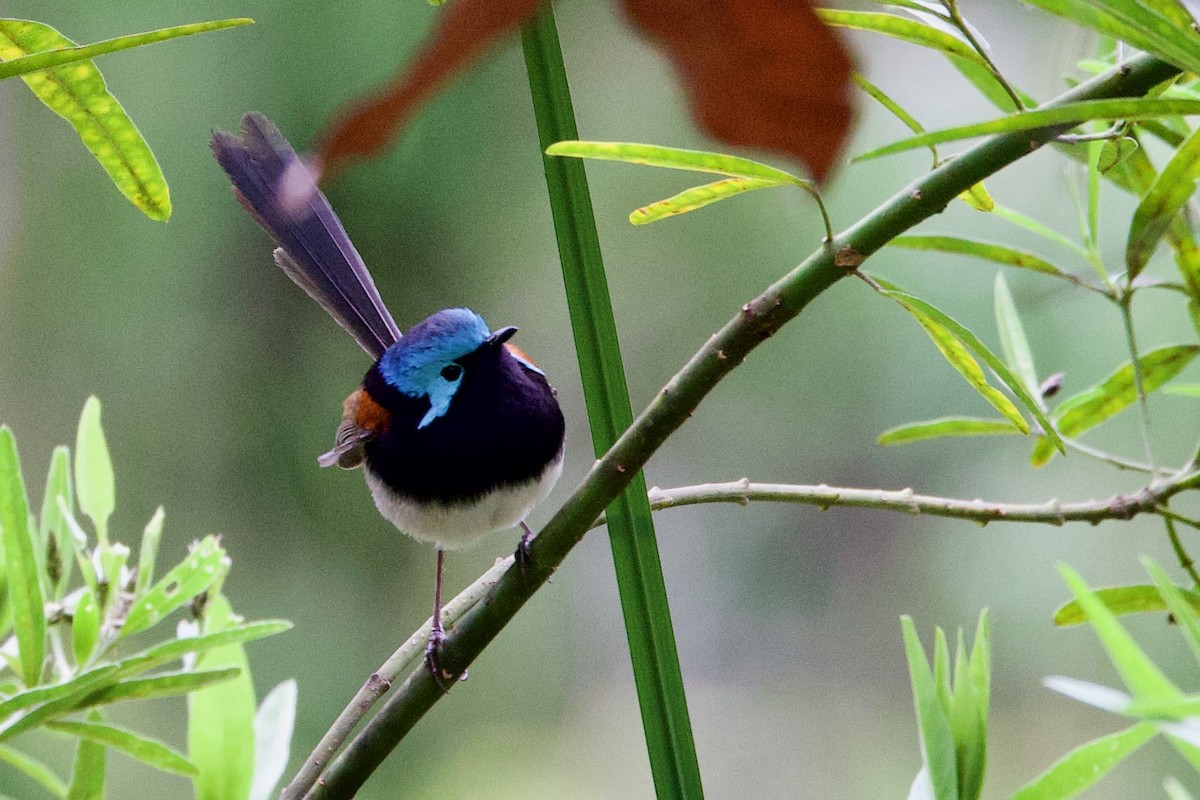 edelalvesmett - ML646720068