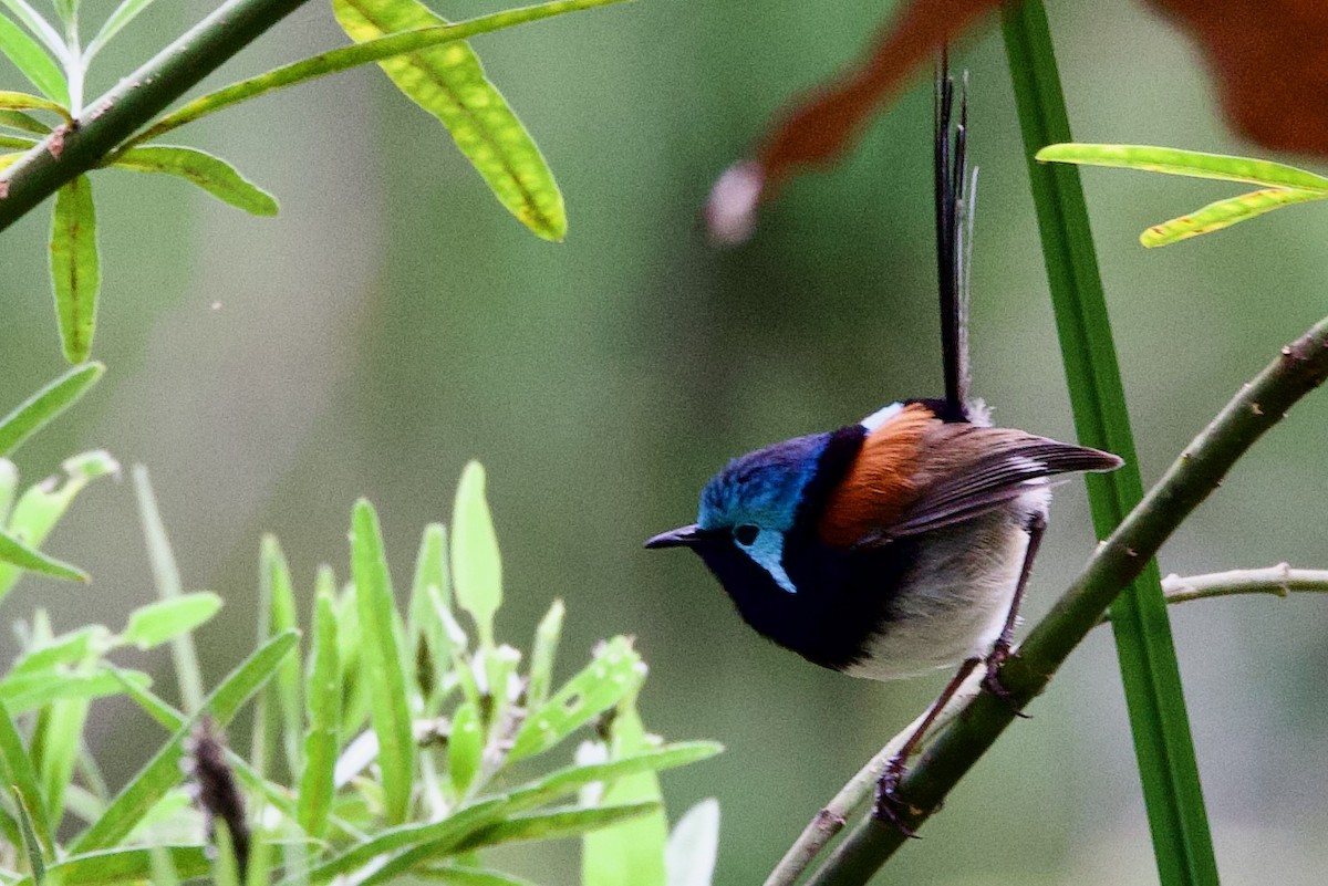 edelalvesmett - ML646720069