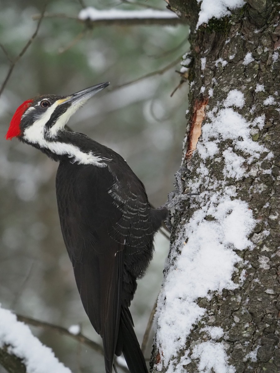 hvitbrynsvartspett - ML646720071