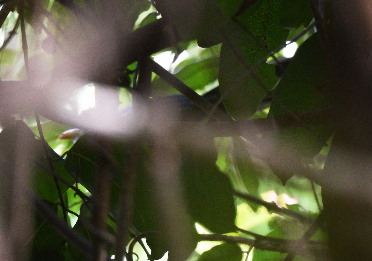 blåmalmgjøk - ML646720072