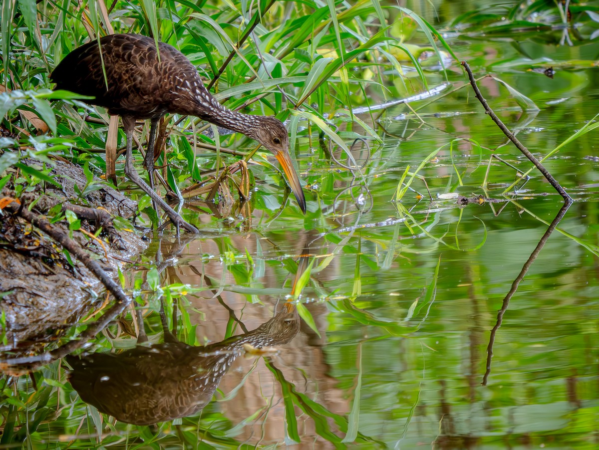 Courlan brun - ML646720074